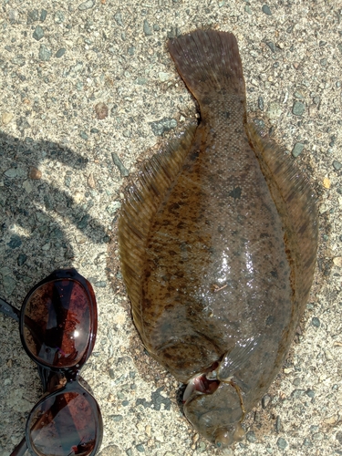 カレイの釣果