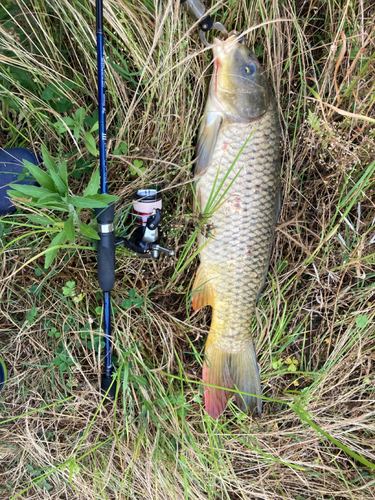 コイの釣果