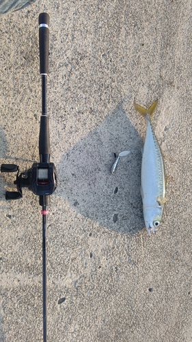 サバの釣果