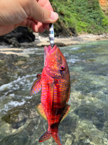 オジサンの釣果