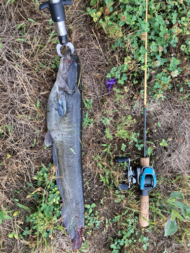 コイの釣果