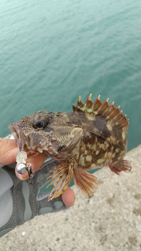 アラカブの釣果