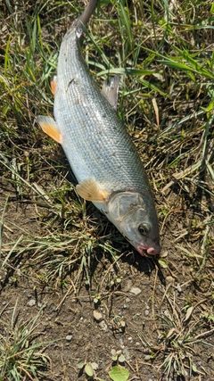 ウグイの釣果