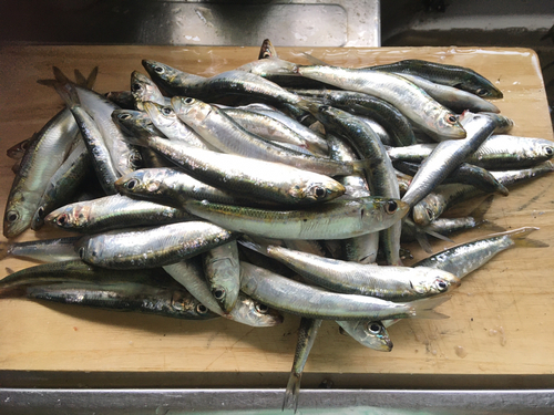 イワシの釣果