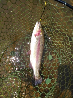 ニジマスの釣果