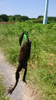 釣果