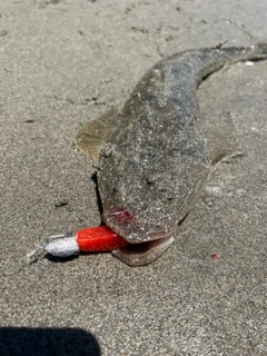 コチの釣果