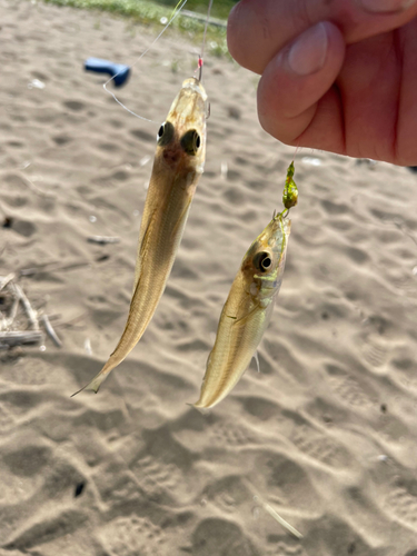 シロギスの釣果