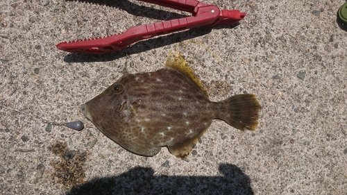 カワハギの釣果