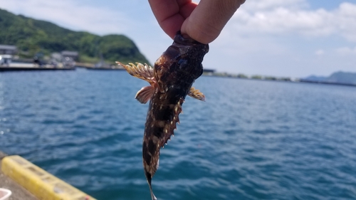 アイゴの釣果