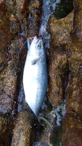 ハマチの釣果