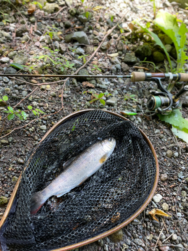 ヤマメの釣果