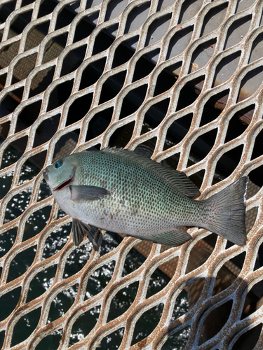 メジナの釣果