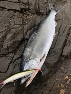 サクラマスの釣果