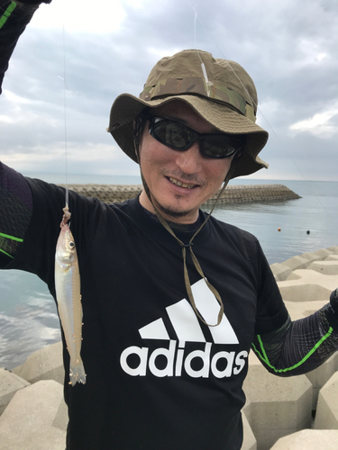 シロギスの釣果