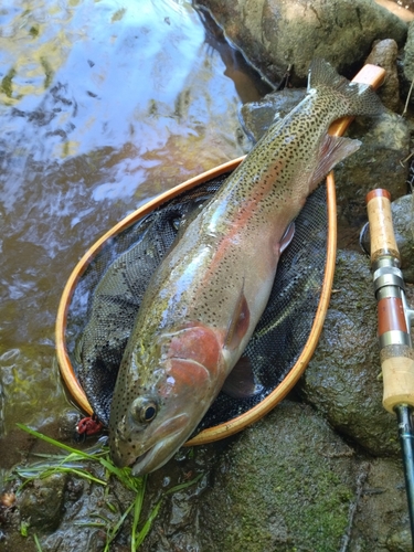 ニジマスの釣果