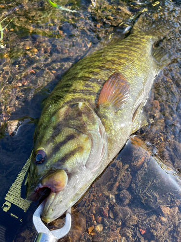 スモールマウスバスの釣果