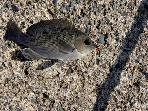 メジナの釣果