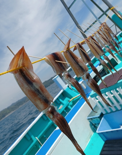 ムギイカの釣果