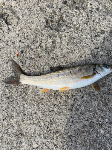 ウグイの釣果