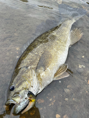 スモールマウスバスの釣果