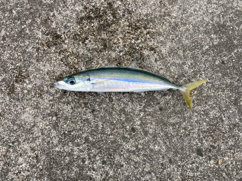 ムロアジの釣果