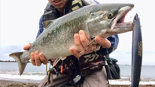 サクラマスの釣果