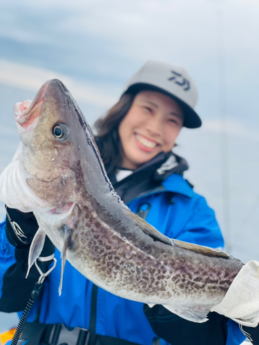 マダラの釣果