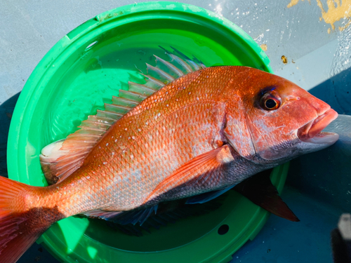 マダイの釣果