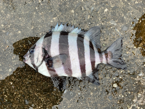 シマダイの釣果