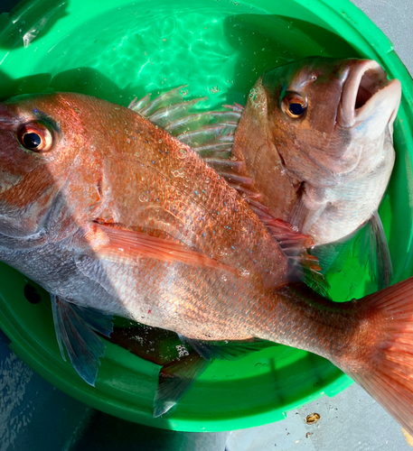 釣果