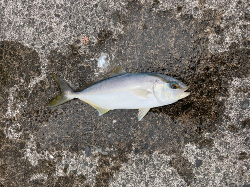 カンパチの釣果