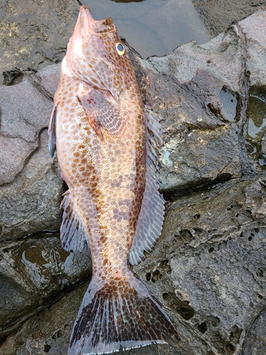 オオモンハタの釣果