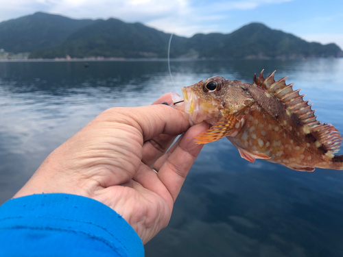 ガシラの釣果