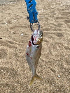 コノシロの釣果