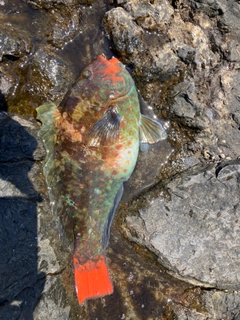 ブダイの釣果