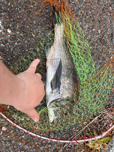 チヌの釣果