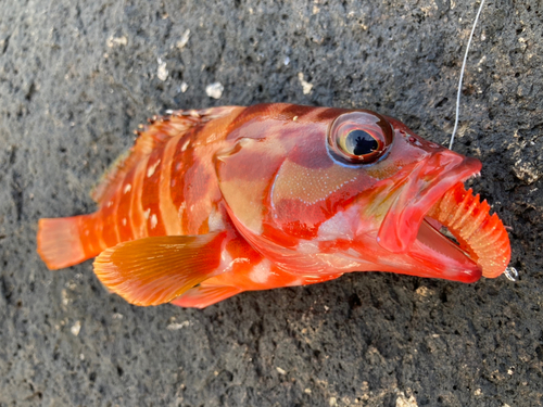 アカハタの釣果