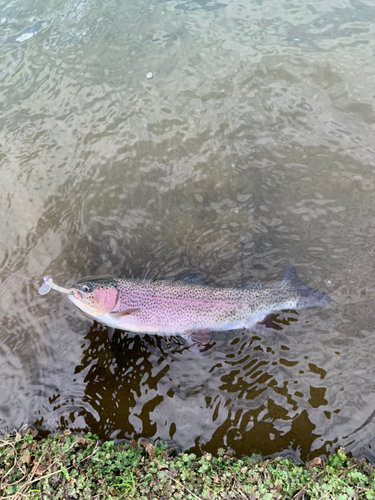 ニジマスの釣果