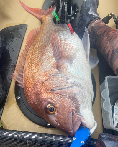 マダイの釣果