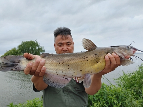 アメリカナマズの釣果