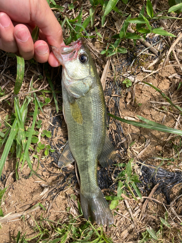 ブラックバスの釣果