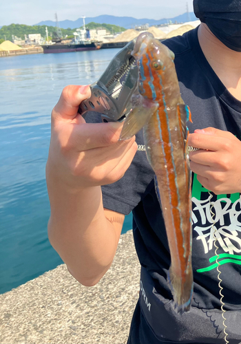 ニシキハゼの釣果