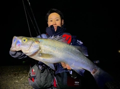 ヒラスズキの釣果