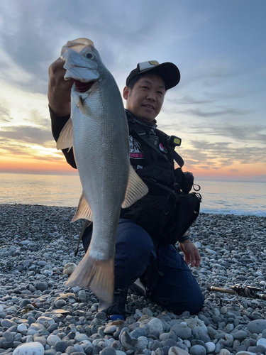 ヒラスズキの釣果