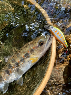 アマゴの釣果