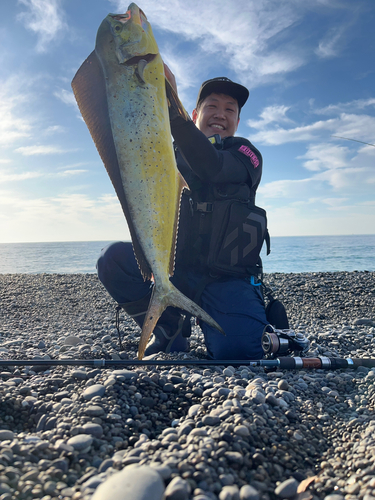 シイラの釣果