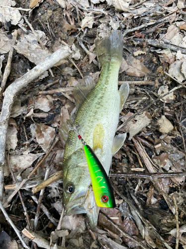 ラージマウスバスの釣果