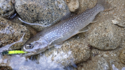 ニッコウイワナの釣果