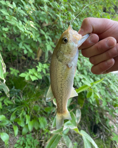 ラージマウスバスの釣果